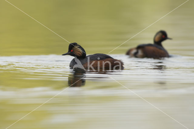 Geoorde Fuut (Podiceps nigricollis)