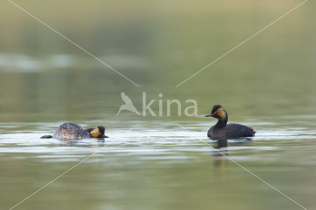 Geoorde Fuut (Podiceps nigricollis)