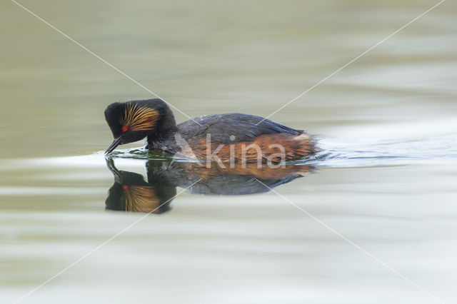 Geoorde Fuut (Podiceps nigricollis)