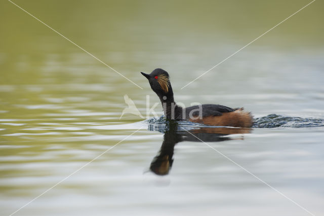 Geoorde Fuut (Podiceps nigricollis)