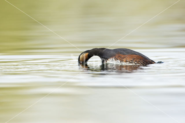 Geoorde Fuut (Podiceps nigricollis)