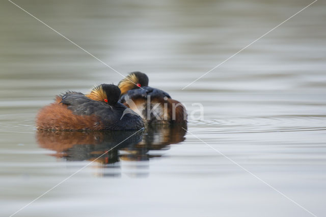 Geoorde Fuut (Podiceps nigricollis)