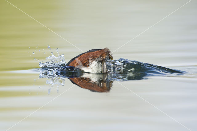 Geoorde Fuut (Podiceps nigricollis)