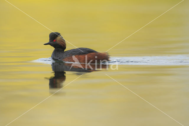 Black-necked Grebe (Podiceps nigricollis)