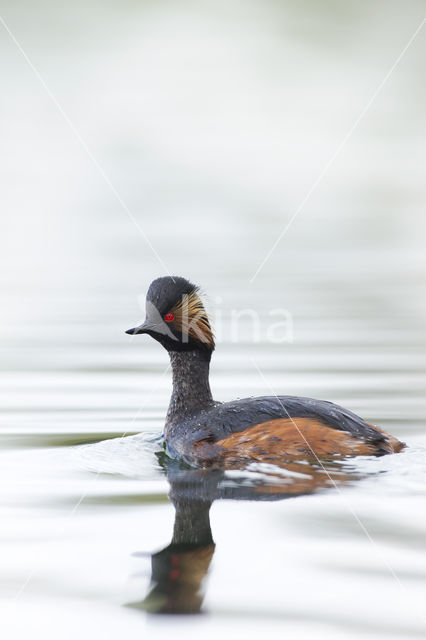 Black-necked Grebe (Podiceps nigricollis)