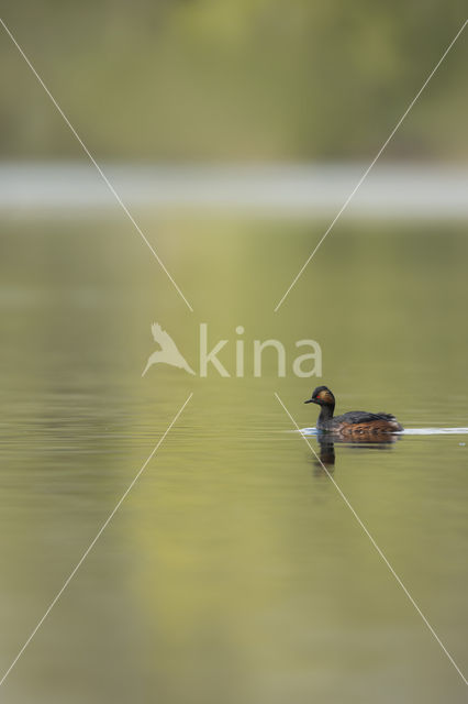 Geoorde Fuut (Podiceps nigricollis)