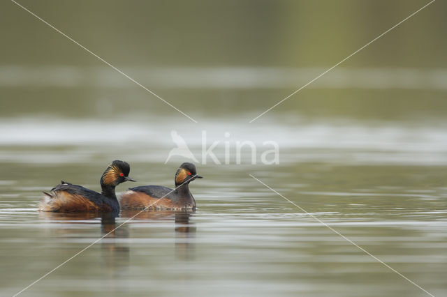 Geoorde Fuut (Podiceps nigricollis)