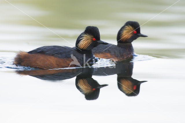 Geoorde Fuut (Podiceps nigricollis)