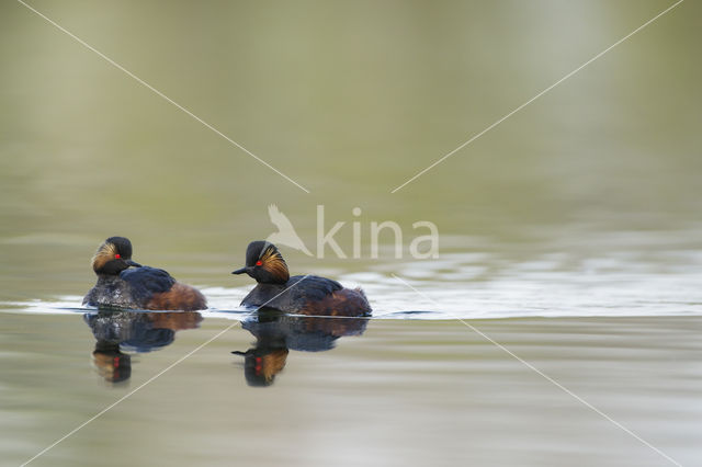 Geoorde Fuut (Podiceps nigricollis)