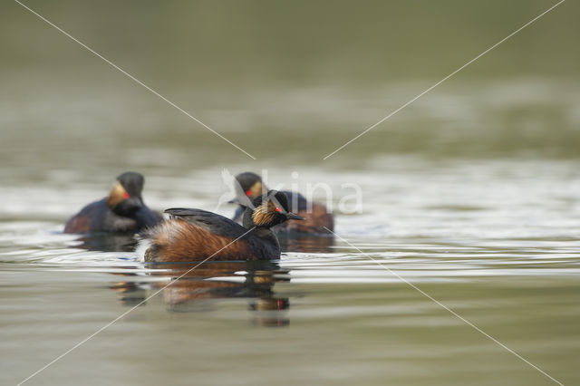 Geoorde Fuut (Podiceps nigricollis)