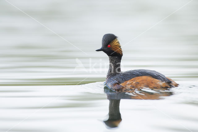 Geoorde Fuut (Podiceps nigricollis)