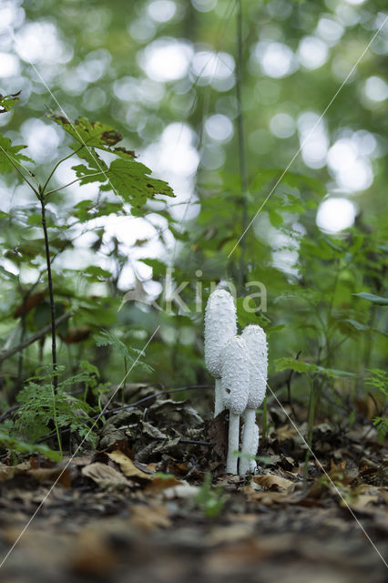 Geschubde inktzwam (Coprinus comatus)