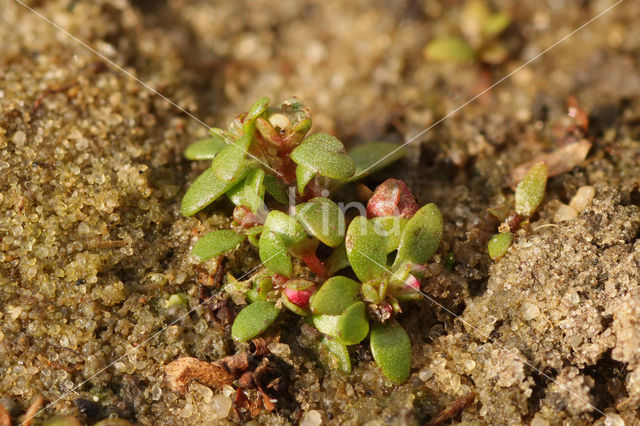 Gesteeld glaskroos (Elatine hexandra)