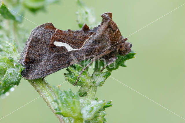 Getekende gamma-uil (Macdunnoughia confusa)