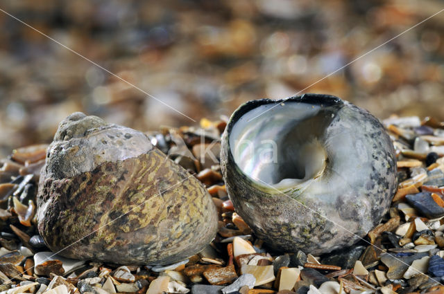 Pennant's Top-shell (Gibbula pennanti)