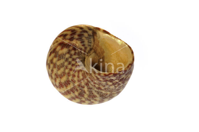 Pennant's Top-shell (Gibbula pennanti)