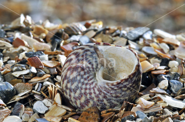 Gevlamde tolhoren (Gibbula pennanti)