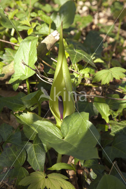 Lords-and-Ladies (Arum maculatum)