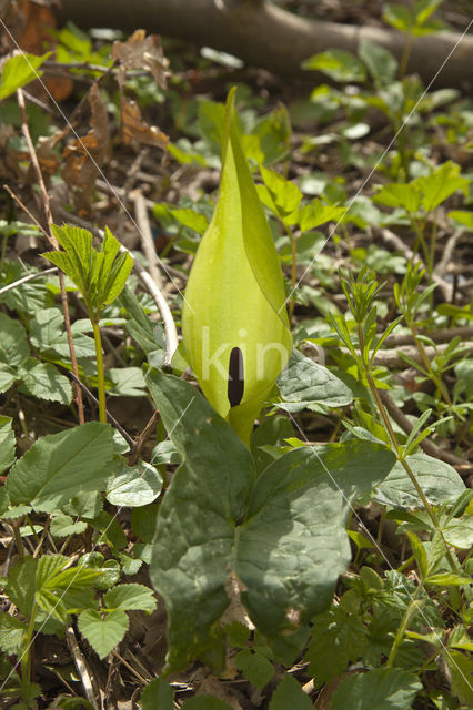 Gevlekte aronskelk (Arum maculatum)