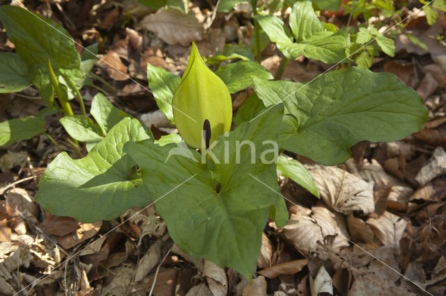 Gevlekte aronskelk (Arum maculatum)