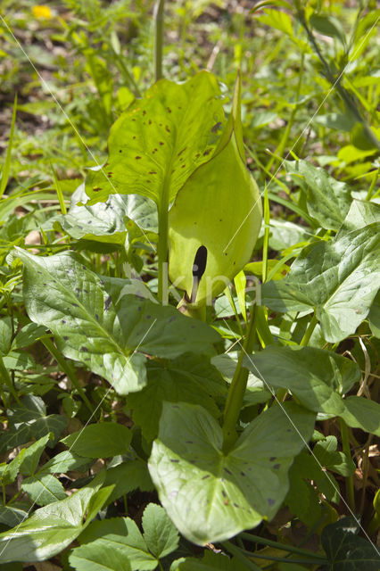 Gevlekte aronskelk (Arum maculatum)