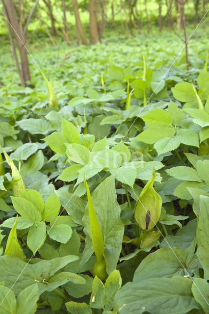 Gevlekte aronskelk (Arum maculatum)