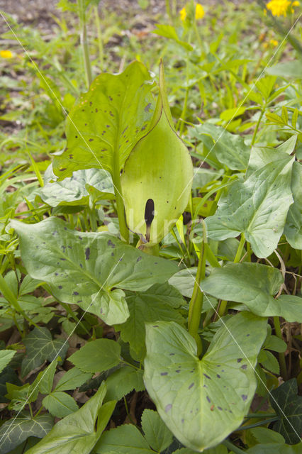 Gevlekte aronskelk (Arum maculatum)