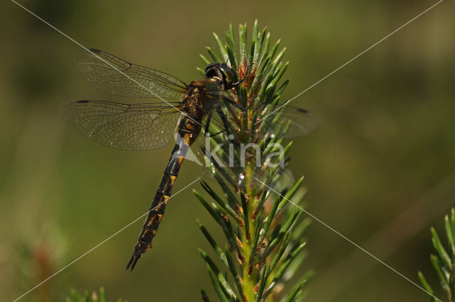 Gevlekte glanslibel (Somatochlora flavomaculata)