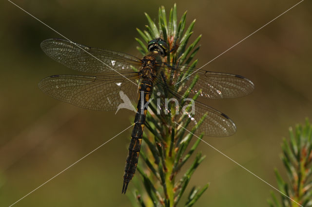 Yellow-spotted Dragonfly (Somatochlora flavomaculata)