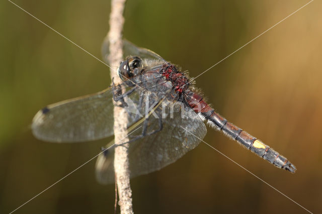 Gevlekte witsnuitlibel (Leucorrhinia pectoralis)