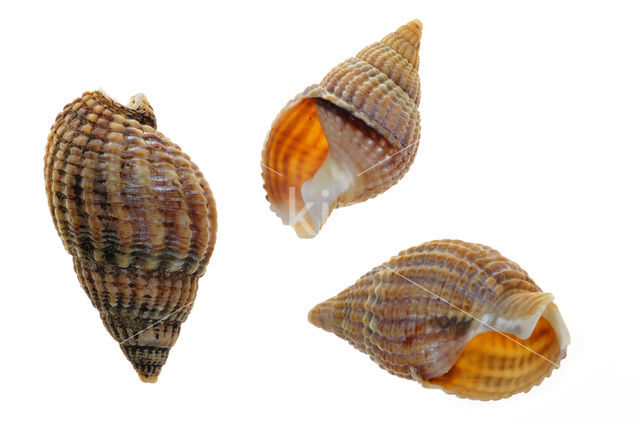 Netted Dog-whelk (Nassarius reticulatus)