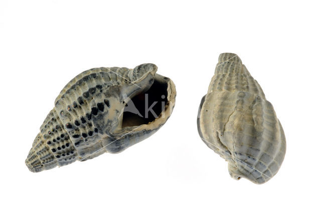 Netted Dog-whelk (Nassarius reticulatus)