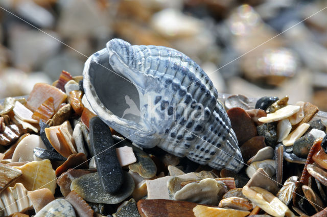 Gevlochten fuikhoren (Nassarius reticulatus)