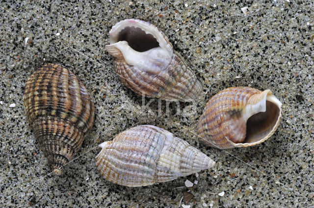 Gevlochten fuikhoren (Nassarius reticulatus)