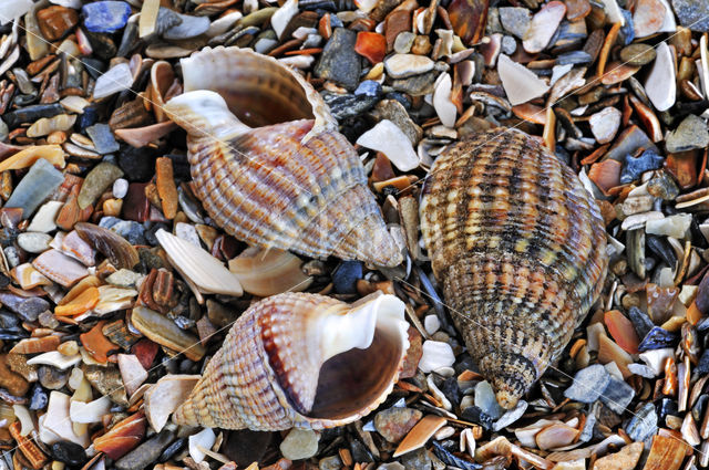 Netted Dog-whelk (Nassarius reticulatus)