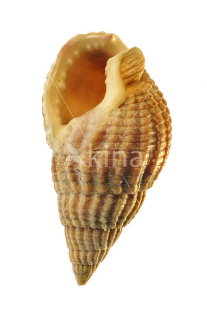 Netted Dog-whelk (Nassarius reticulatus)