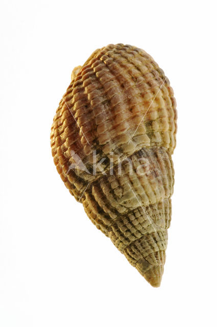 Netted Dog-whelk (Nassarius reticulatus)