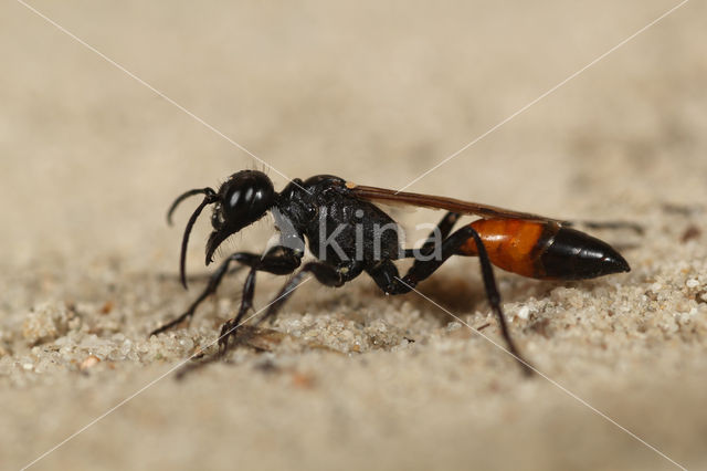 Gewone aardrupsendoder (Podalonia affinis)