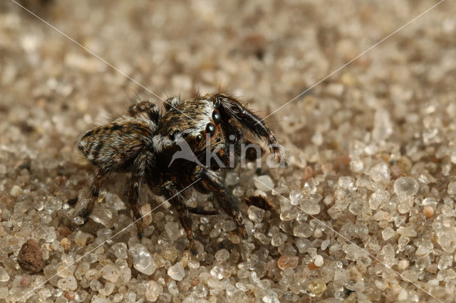 Jumping Spider (Evarcha falcata)