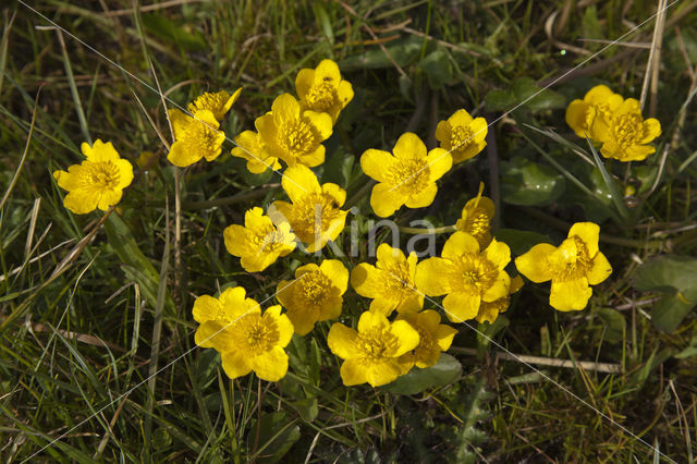 Gewone dotterbloem (Caltha palustris ssp. palustris)