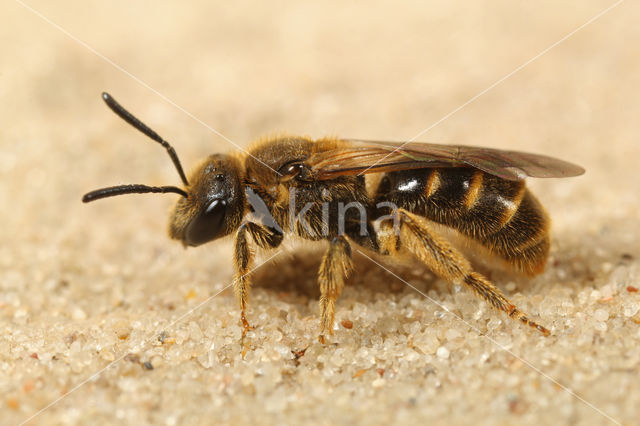 Slender Mining Bee (Lasioglossum calceatum)