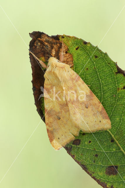 Gewone gouduil (Xanthia icteritia)