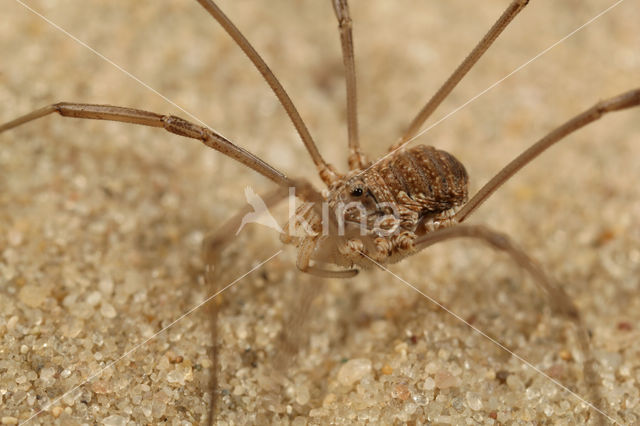 Daddy-long-legs (Phalangium opilio)