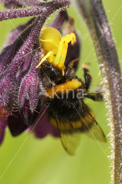 Gewone kameleonspin (Misumena vatia)