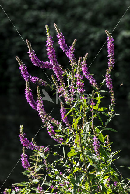 Gewone kattenstaart (Lythrum salicaria)