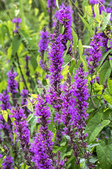 Purple Loosestrife (Lythrum salicaria)