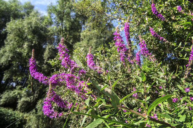 Purple Loosestrife (Lythrum salicaria)