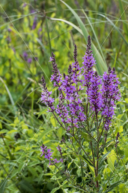 Purple Loosestrife (Lythrum salicaria)