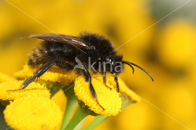 Field cuckoo bee (Bombus campestris)