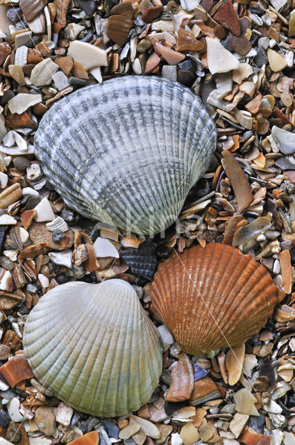 Common Cockle (Cerastoderma edule)